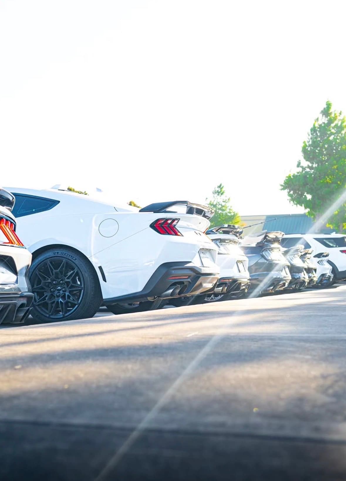 Row of white Mustangs lined up rear-to-camera under evening sun flare